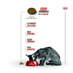 Ração Seca Royal Canin Exigent para Gatos Adultos com Paladar Exigente - 4 Kg