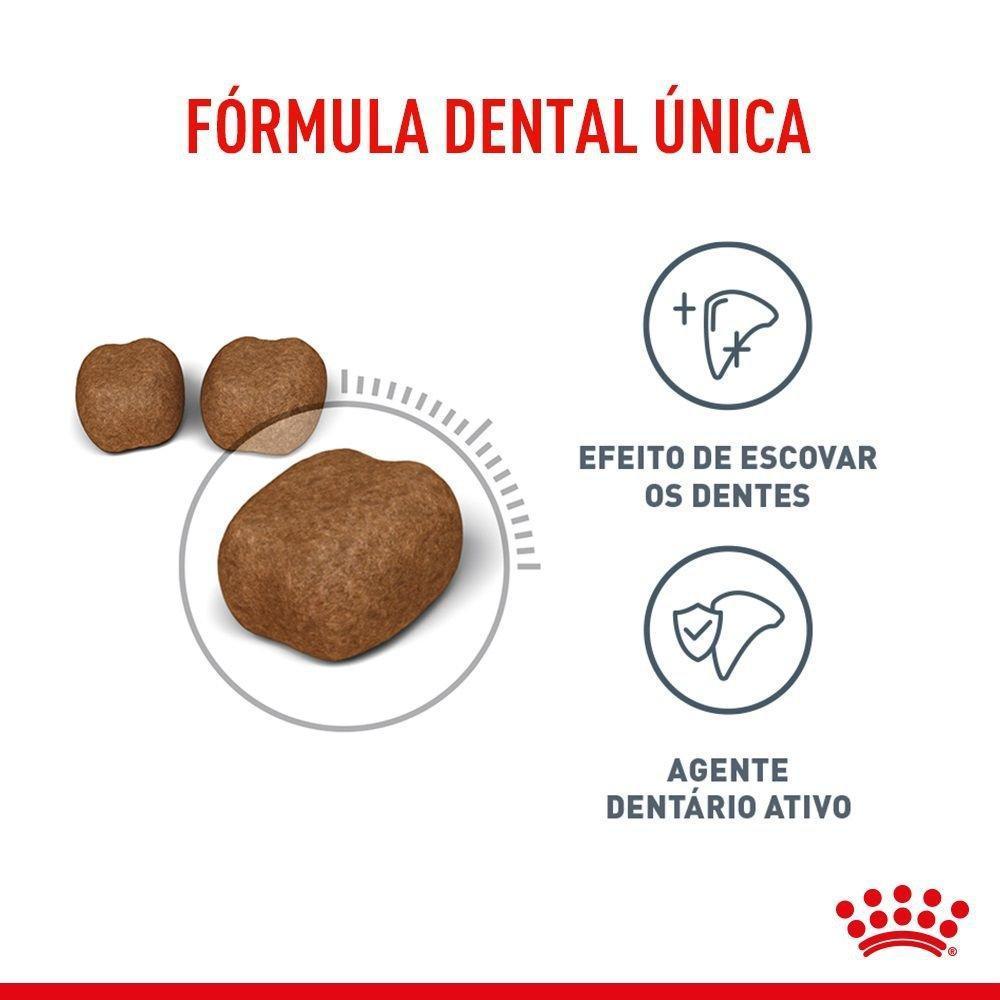 Ração Seca Royal Canin Dental Care para Gatos Adultos - 1,5 kg