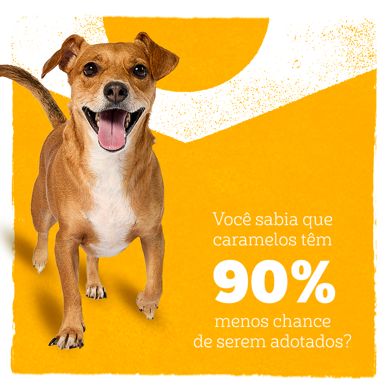 Pedigree - quadrado 2.2