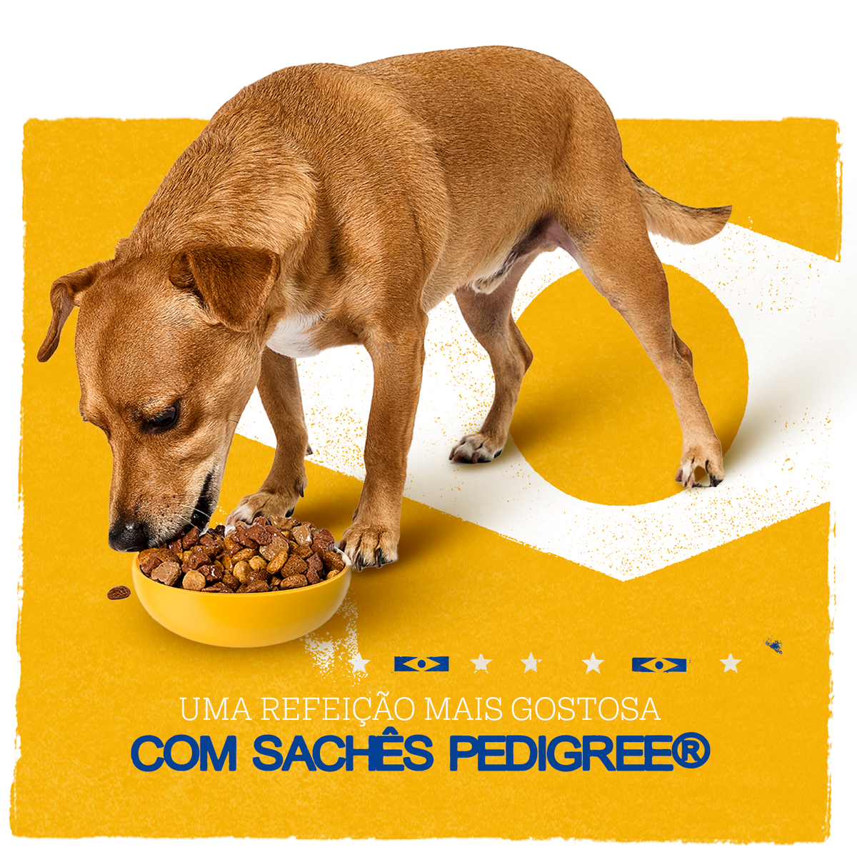 Pedigree - quadrado 3.2