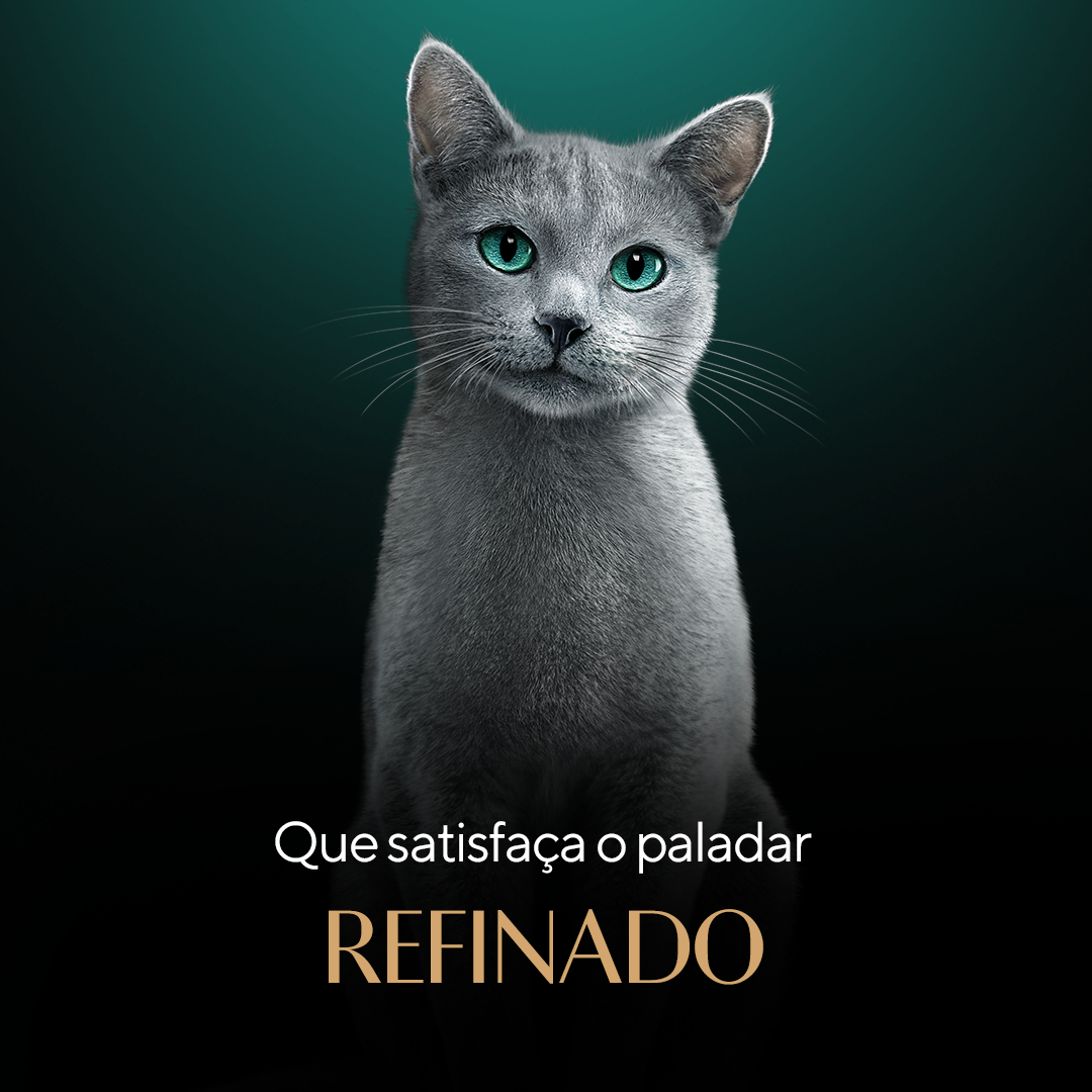 Sheba - quadrado 2